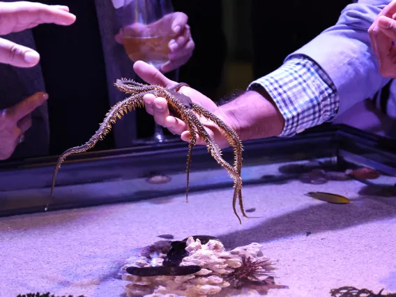 Touch tank at Flandrau's Undersea Discovery