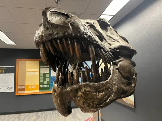 Dino head