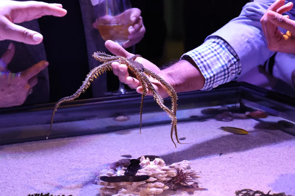 Touch tank at Flandrau's Undersea Discovery