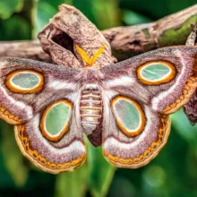 patterns in nature a butterfly with camouflage wings 